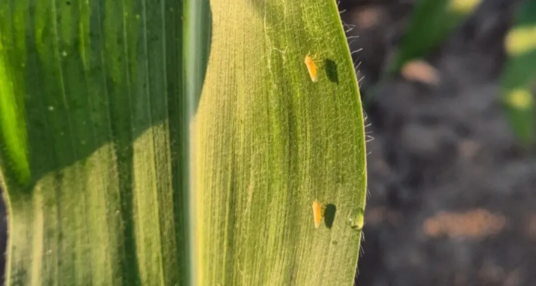 Screenshot_20260108_155134_WhatsApp